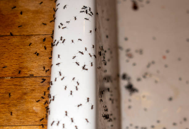 Best Pest Prevention Services  in Mount Joy, PA
